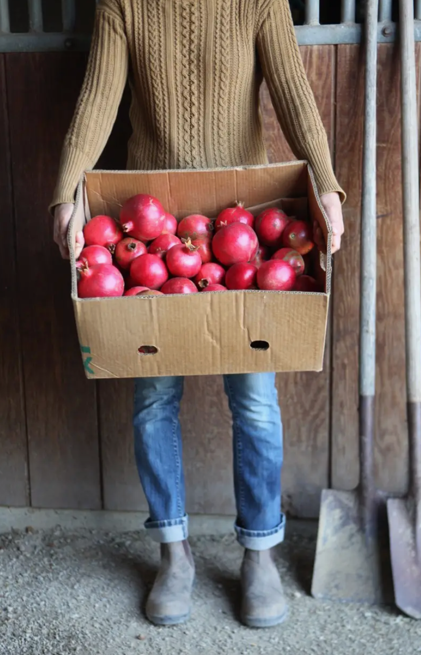 Sideyard Shrub Pomegranate (ACV Fruit Vinegar)